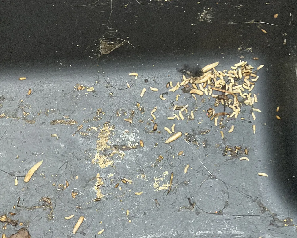 Maggots and food residue in the bottom of an uncleaned trash bin